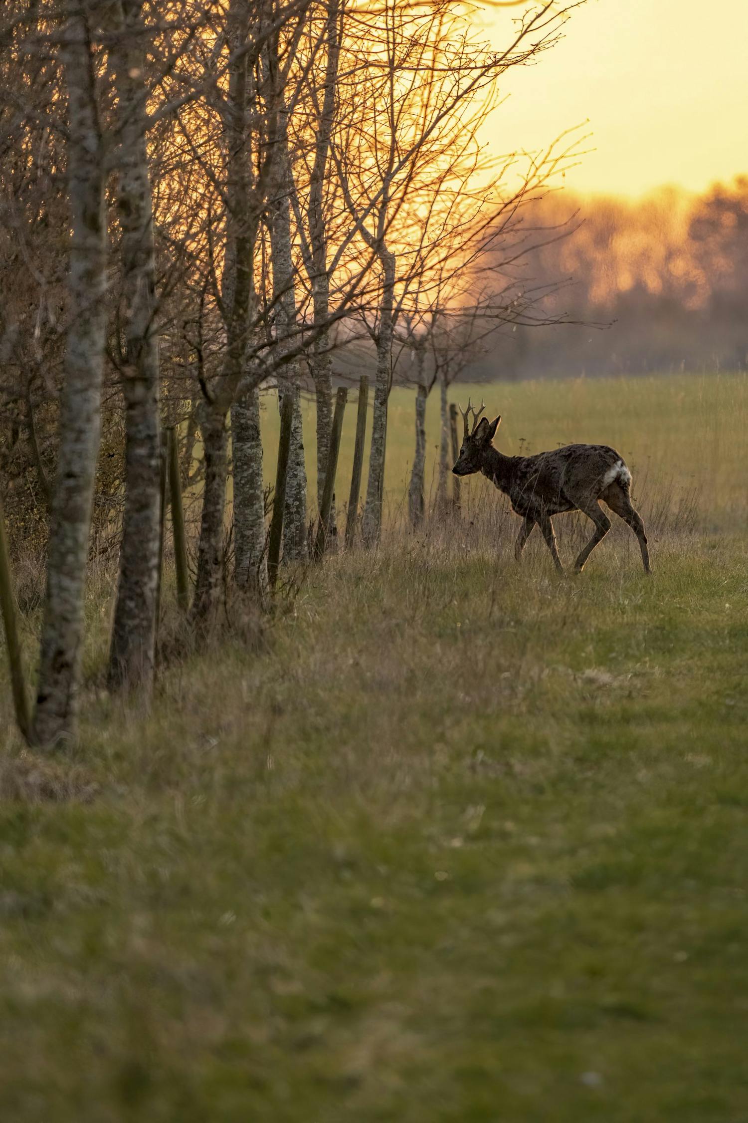 ung buk soeger skjul i skov i den gyldne time Ung hjort söker skydd i en skog under gyllene timmen